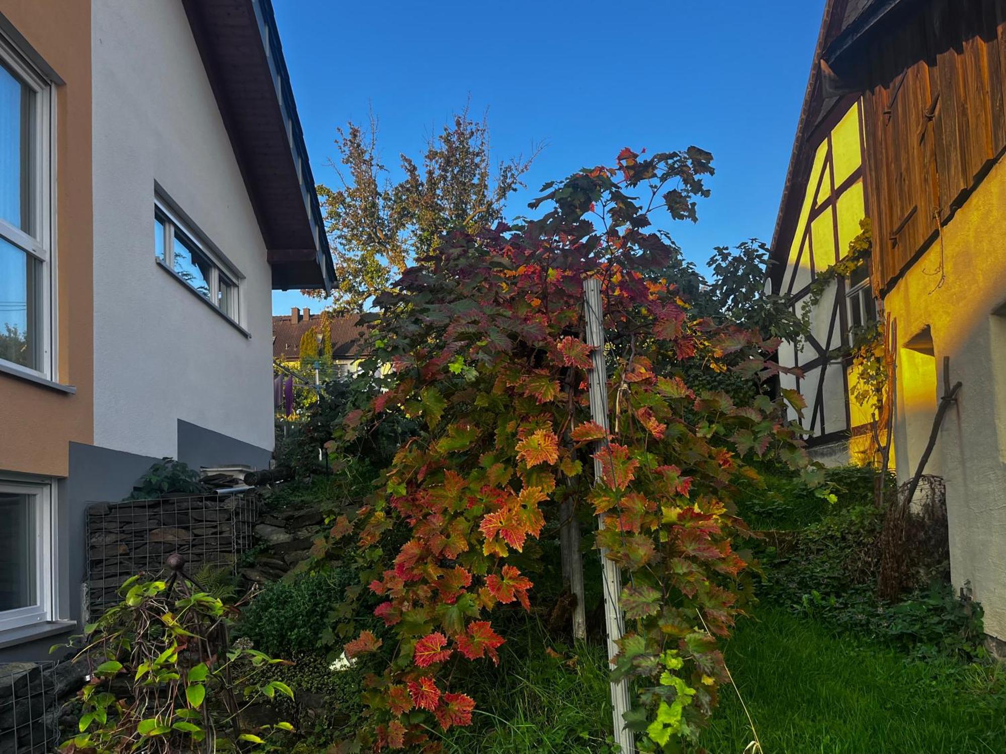Kleine Auszeit - Ferienwohnung Heideberg - "Rhein" In Den Urlaub Bacharach Extérieur photo